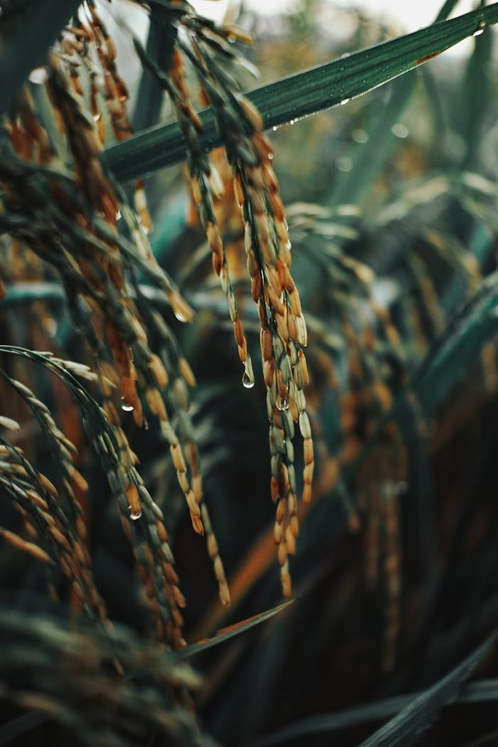 pexels photo 13762777.jpeg