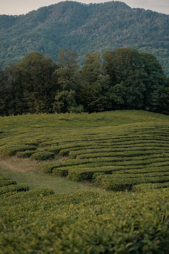 Lush green tea plantation with mountainous backdrop showcasing rural tranquility at sunset.